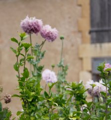 papaver2