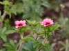 geranium