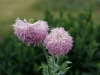 papaver