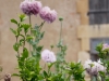 papaver2