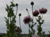 papaver3