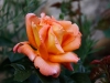 roos