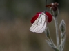 vlinder