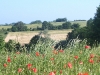 Daisy field
