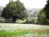 spring field