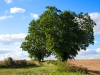 Notenbomen