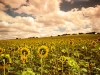 tournesols
