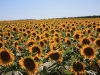 zonnebloemenvemd